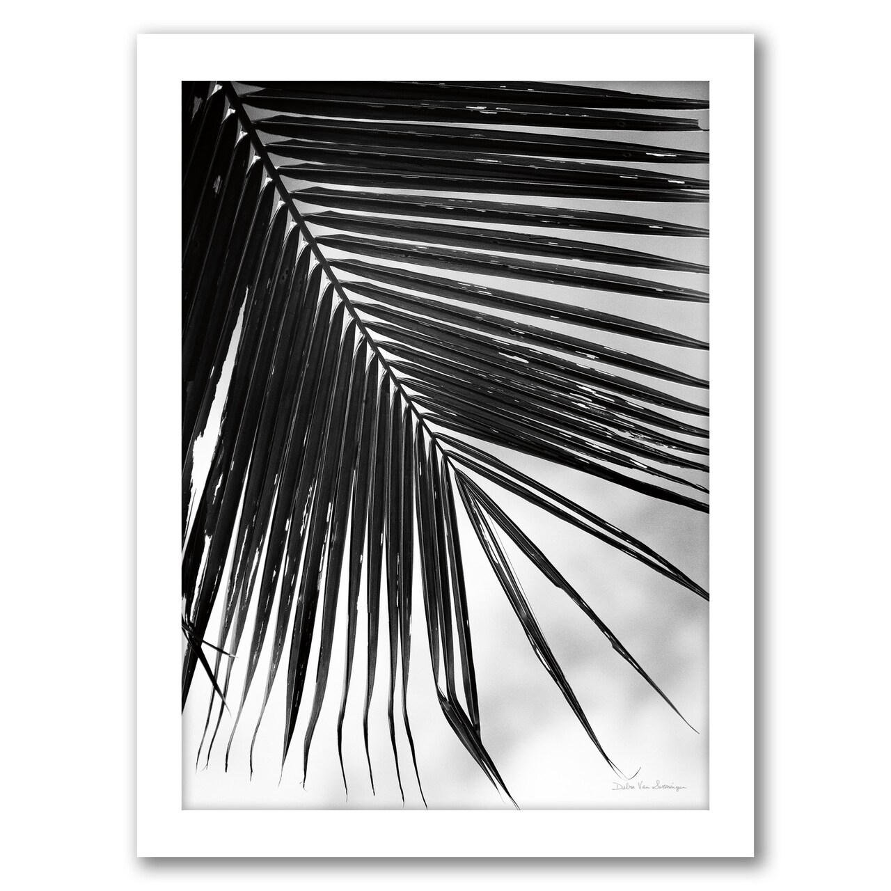 Palm Frond Ii by Debra Van Swearingen Black Framed Print 8x10 - Americanflat